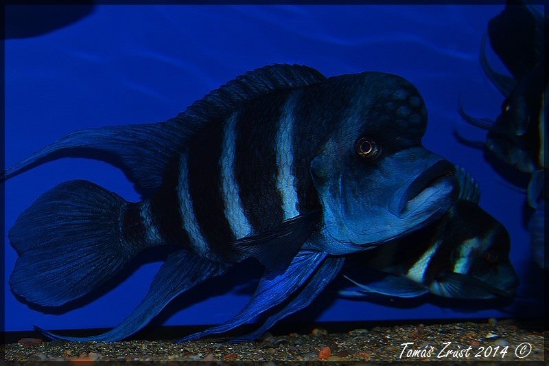 Cyphotilapia gibberosa 'Kapampa'